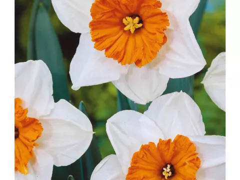 Narcis trompet 'Prof. Einstein'