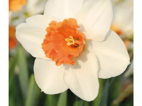 Narcis trompet 'Precocious'