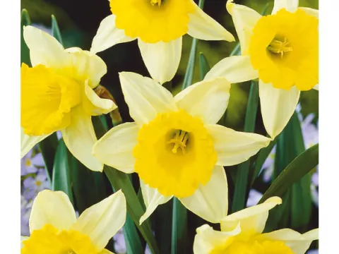 Narcis trompet 'Queen of Bicolors'