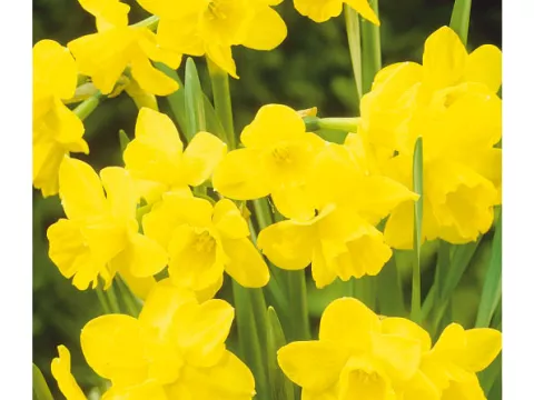 Narcis bot. 'Quail'