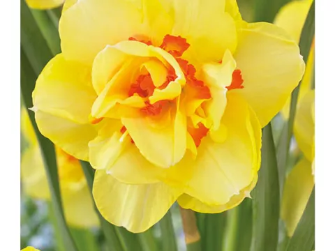 Narcis dubbel/doubles 'Tahiti'