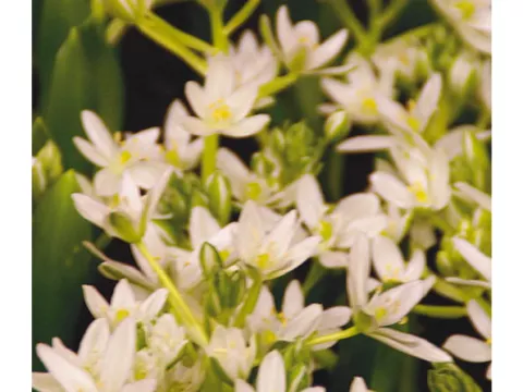 Ornithogalum 'Balansae'