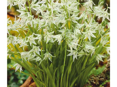 Ornithogalum 'Nutans'