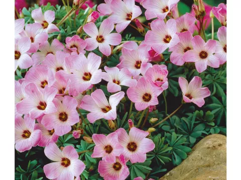Oxalis adenophylla