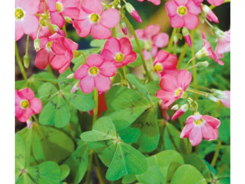 Oxalis deppei