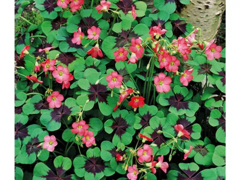 Oxalis deppei 'Iron Cross'