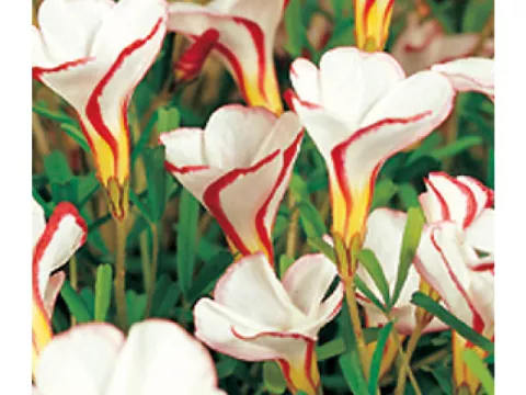 Oxalis versicolor