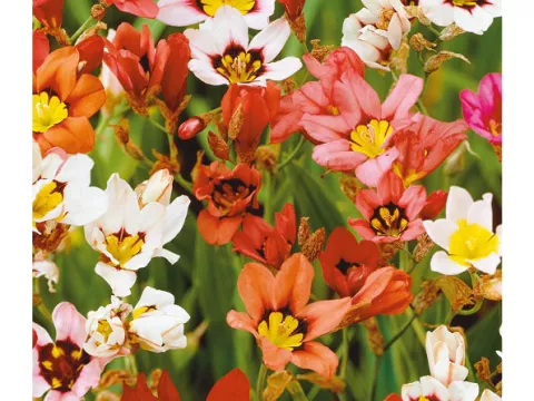 Sparaxis 'Mix'