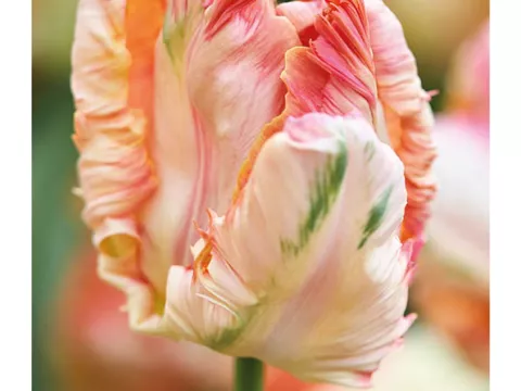 Tulipa parkiet 'Apricot Parrot'