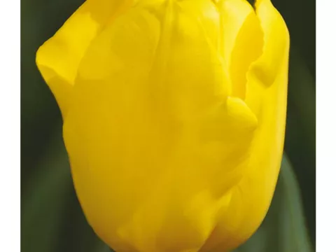 Tulipa (EV) 'Bellona'