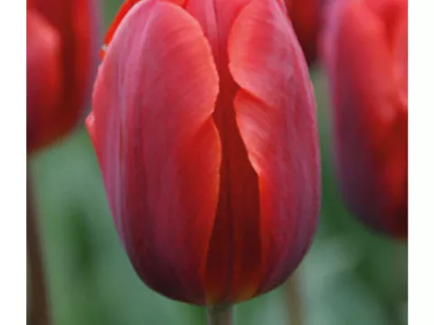 Tulipa (EV) 'Couleur Cardinal'