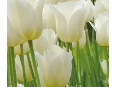 Tulipa (EL) 'City of Vancouver'