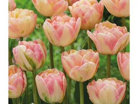 Tulipa dubbel 'Creme Upstar'
