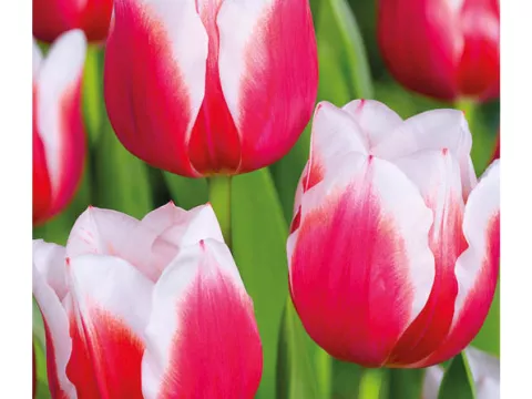 Tulipa triumph 'Dutch Design'