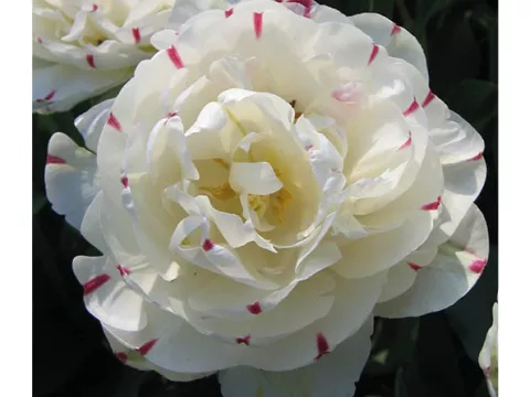 Tulipa dubbel 'Dance Line'