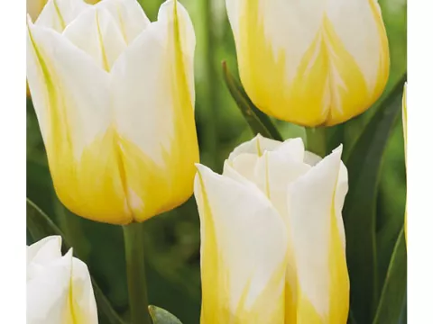 Tulipa triumph 'Flaming Agrass'