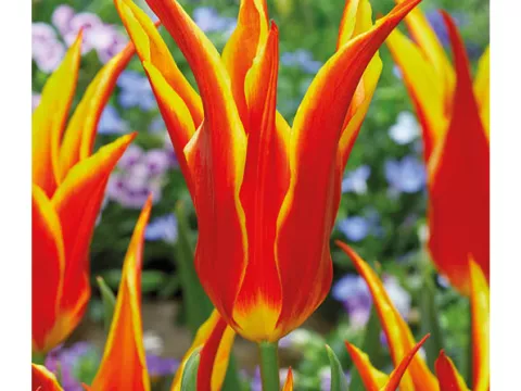 Tulipa liliflorum 'Fly Away'
