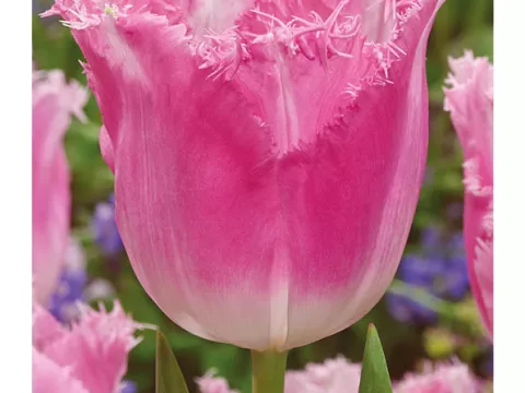 Tulipa franjer 'Fancy Frills'