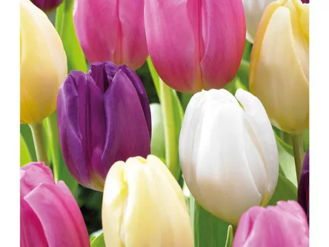 Tulipa triumph 'Flag Mix'