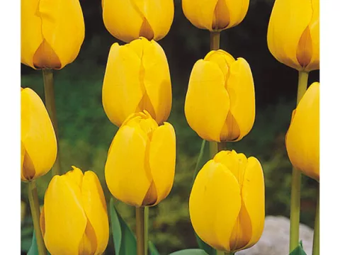 Tulipa Darwin hybr. 'Golden Apeldoorn'