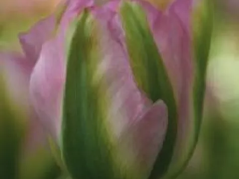 Tulipa viridiflora 'Groenland'