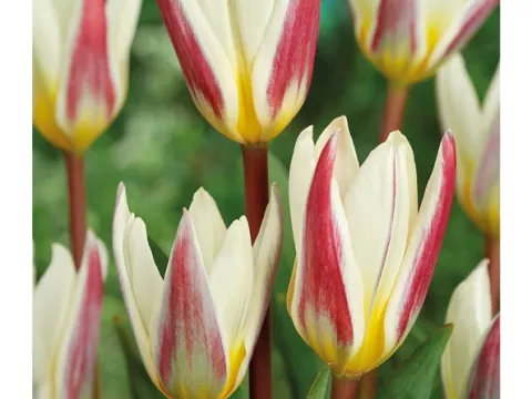 Tulipa kaufmanniana 'Ice Stick'