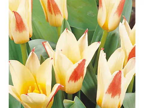 Tulipa kaufmanniana 'Johan Strauss'