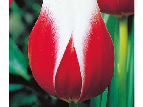 Tulipa triumph 'Lustig Witwe'