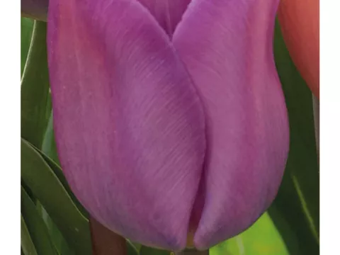 Tulipa triumph 'Magic Lavender'