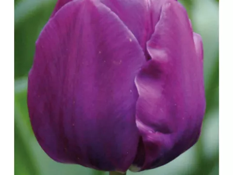 Tulipa triumph 'Negrita'