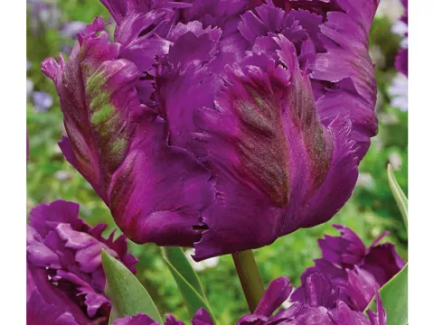 Tulipa parkiet 'Negrita Parrot'