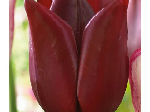 Tulipa triumph 'National Velvet'