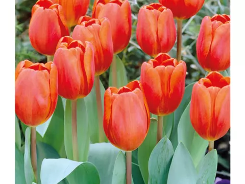 Tulipa triumph 'Oranje Cassini'