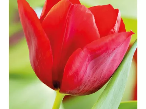 Tulipa triumph 'Pallada'