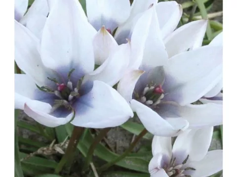 Tulipa mini 'Pulchella Alba Maculata Coerulea'