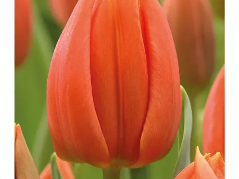 Tulipa triumph 'Princess Catharina Amalia'
