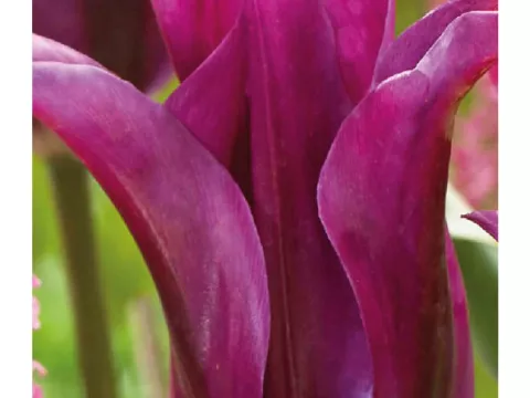 Tulipa viridiflora 'Purple Doll'