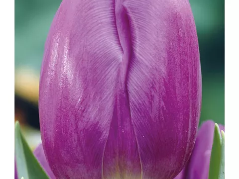 Tulipa triumph 'Purple Flag'