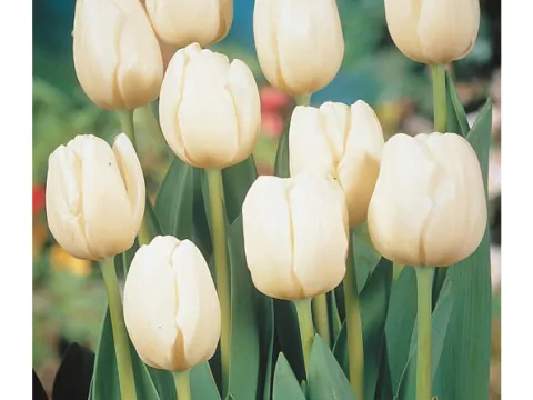 Tulipa triumph 'Pim Fortuyn'