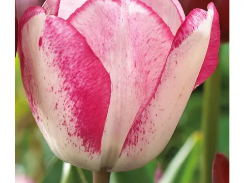 Tulipa triumph 'Playgirl'