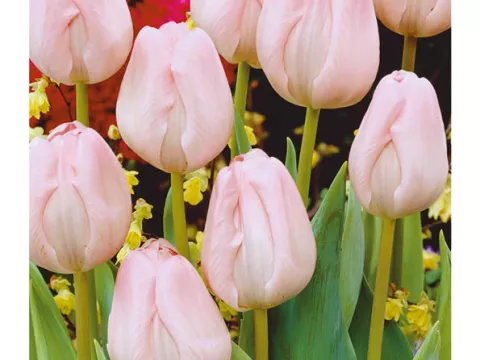 Tulipa triumph 'Peerless Pink'