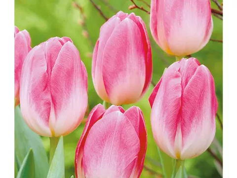 Tulipa triumph 'Page Polka'