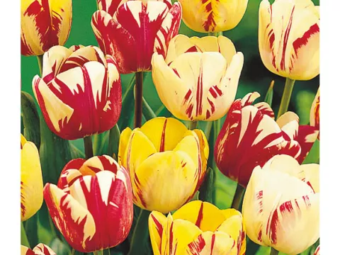 Tulipa triumph 'Rembrandt Mix'