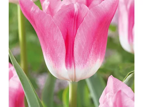Tulipa triumph 'Royal Ten'