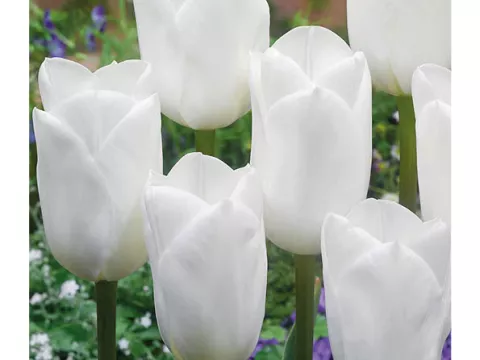 Tulipa triumph 'Royal Virgin'