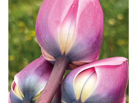 Tulipa triumph 'Synaeda Blue'