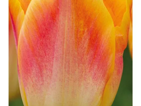 Tulipa triumph 'Salmon Dynasty'