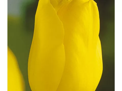 Tulipa triumph 'Strong Gold'