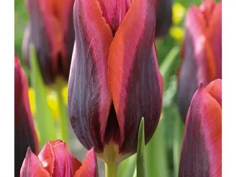 Tulipa triumph 'Slawa'