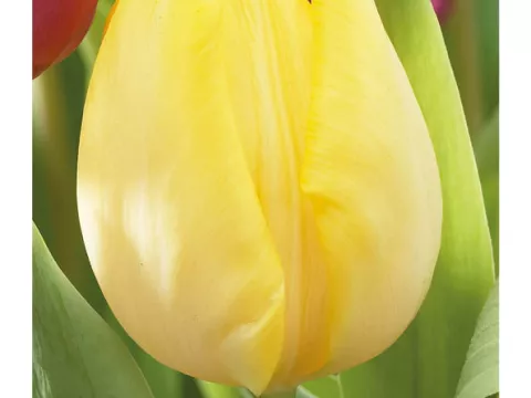 Tulipa (EV) 'Sunny Prince'
